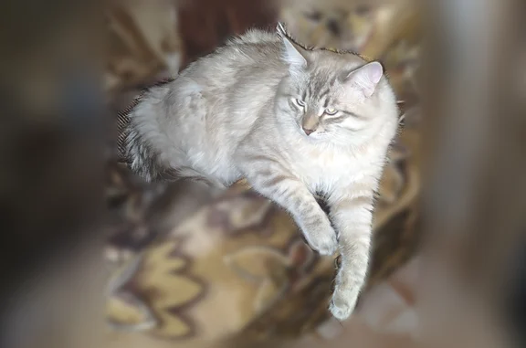 Пропала кошка, Район Приволжский (г Казань), Борисковская, д. 63, Казань — кот молодой, кастрированный, пугливый - photo
