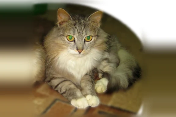 Пропала кошка, Тверь, Севастьянова, д. 7 — крупная, 10 лет - photo