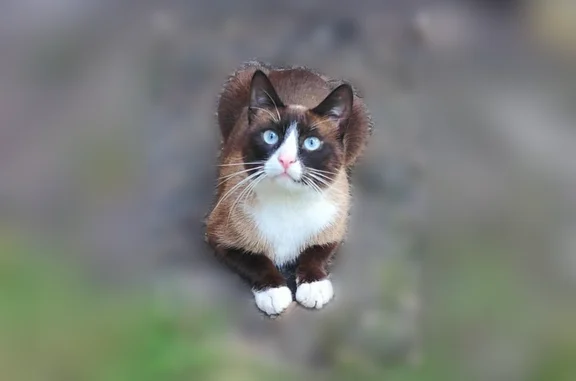 Найденные животные Брянск, фото: Найдена кошка, Кольцова, Брянск — коричневый с белым