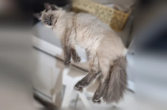 Пропала кошка, Владимир, Тракторная, д. 8 — молодая, ласковая, пугливая - photo
