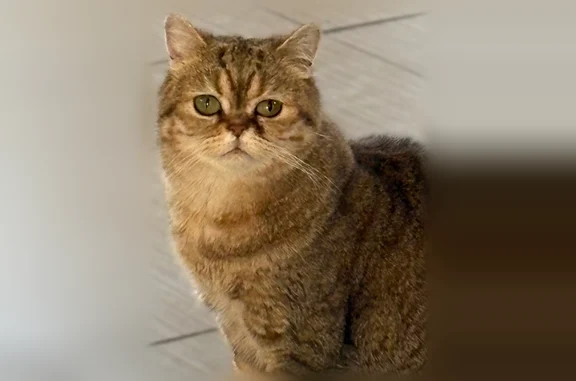 Пропала кошка, муниципальный округ Чехов, Нагорная, д. 26, Чехов — шотландская прямоухая, бежевый ошейник - photo