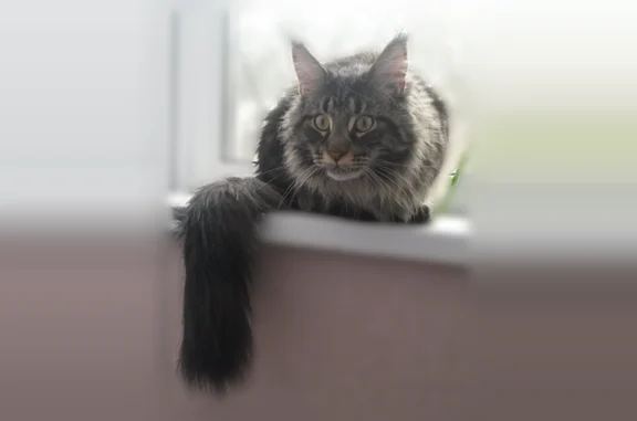 Пропала кошка, Островского, Раменское — серо-чёрный окрас, 9 лет, крупная (10 кг) - photo