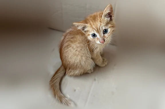 Найдена кошка, Оренбург, фото: Найдена кошка, Оренбург, Вечерняя — рыжий котик, мяукал, выходил к людям