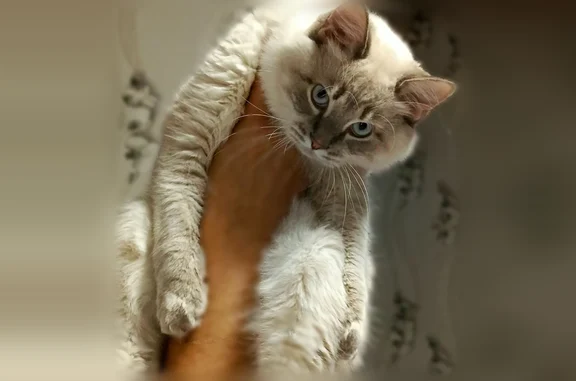 Пропала кошка, Сальск, Тургенева, Сальск — молодой пушистый кот - photo