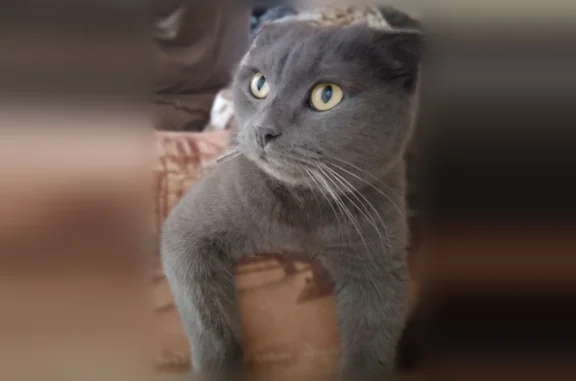 Найдена кошка, Подольск, фото: Найдена кошка, Подольск, Южный поселок, Подольск — серый вислоухий кот в ошейнике