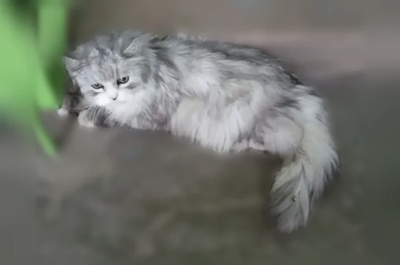 Найдена кошка, Узловая, фото: Найдена кошка, Узловая, Энгельса, д. 1, Узловая — шипит, серо-белый окрас