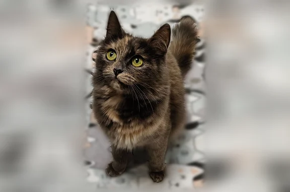 Пропала кошка, Фабрика Калинина, д. 15, Александров — трёхцветная, прыгнула с балкона - photo