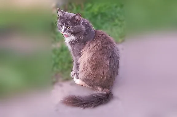 Найдена кошка, Чехов, фото: Найдена кошка, Чехов — молодая трёхцветная девочка