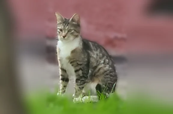 Найдена кошка, Москва, фото: Найдена кошка, Район Академический (г Москва), Шверника, д. 11, Москва — появилась во дворе