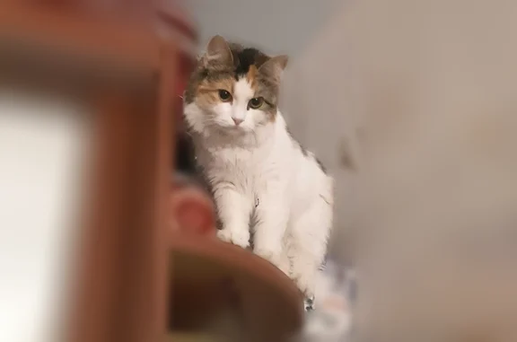 Пропала кошка, Геофизическая, Апатиты — кличка Лия, трёхцветная - photo