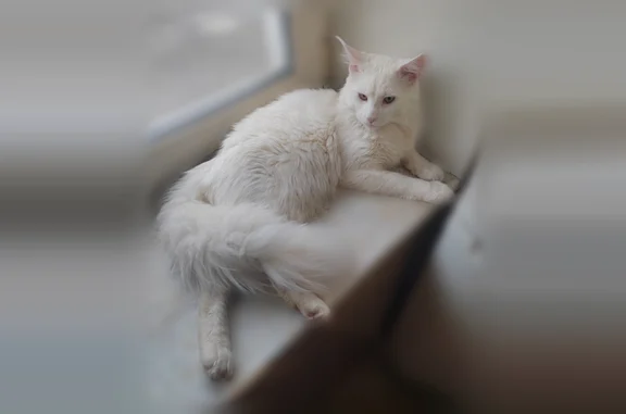 Пропала кошка, Рязань, Гагарина, д. 50 — белая, большой кот, мейн-кун - photo