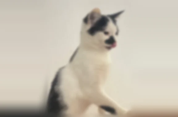 Пропала кошка, Яшиной, Пенза — домашний котик откликается на Афоня - photo
