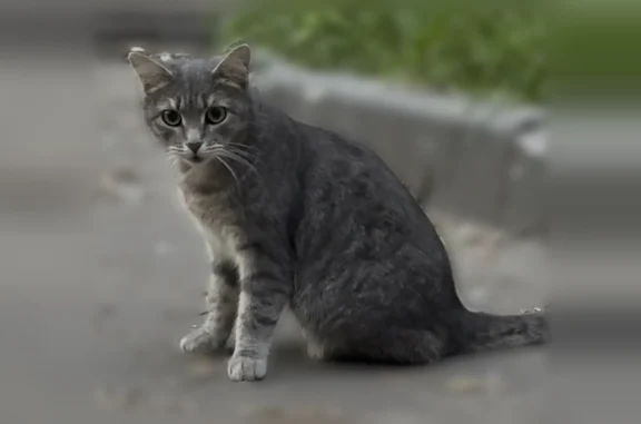 Объявления о пропавших и найденных животных, Москва, фото: Найдена кошка, Район Тимирязевский (г Москва), Дмитровское, д. 48 2, Москва — серая, с будто сломанным хвостиком