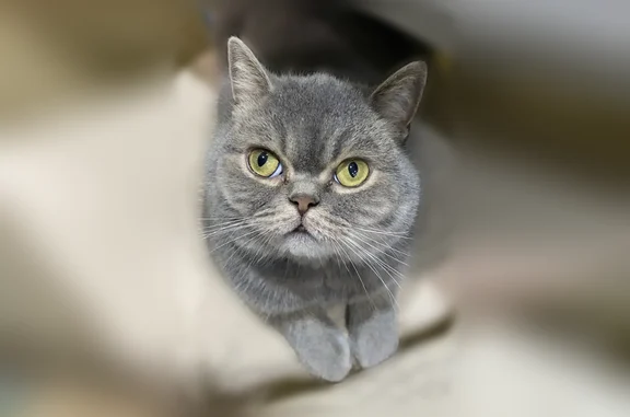 Пропала кошка, Сальск, Волкова, д. 31, Сальск — серый окрас, зелёный ошейник - photo
