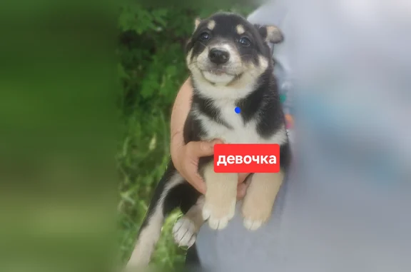 Найдена собака, , фото: Найдена собака, Село Частое, Совхозная, д. 23 — 6 малышек, возраст 1–1,5 месяца