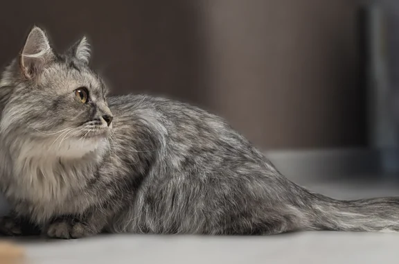 Найдена кошка, Уфа, фото: Найдена кошка, Уфа, Мубарякова, д. 1 — примерно 1,5 года, британская длинношерстная