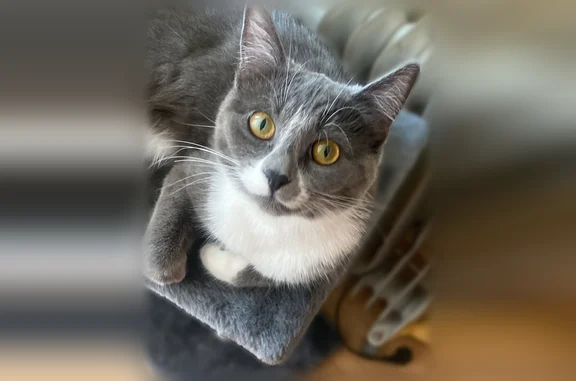 Кошки потеряшки, Коломна, фото: Потеряшка кошка, Коломна, Окский, д. 1а — серый окрас, белая грудка и лапы