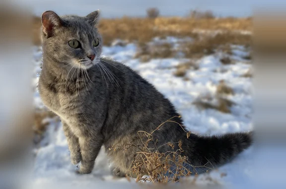 Пропала кошка, Городской поселок Емельяново, Московская, д. 92Б, Емельяново — серая, худенькая, с зелёными глазами - photo