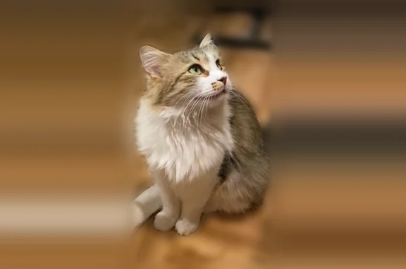 Кошки потеряшки, Подольск, фото: Потеряшка кошка, Бородинская, Подольск