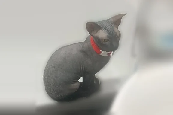 Пропала кошка, Новокузнецк, Горьковская, д. 45, Новокузнецк — чёрная лысая кошка с белыми пятнышками - photo