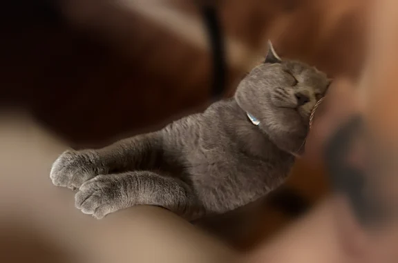 Пропала кошка, Космонавтов, д. 9, Рязань — серый кот с голубо-синим ошейником от блох - photo