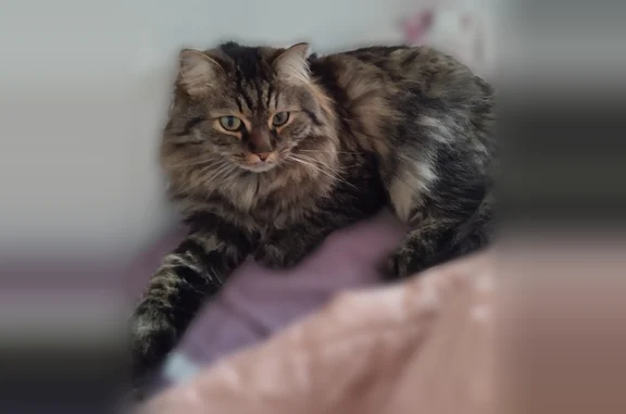 Пропала кошка, Ноябрьск, Киевская, д. 18, Ноябрьск — трусливый котик, пушистый - photo