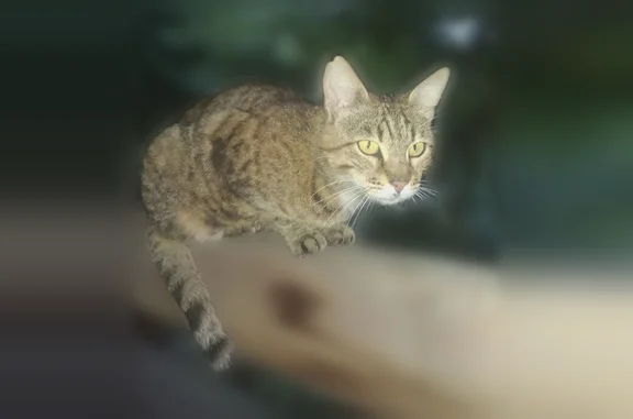 Найдена кошка, , фото: Найдена кошка, Село Полянское, д. 172 — прячется под домиком, ласкается