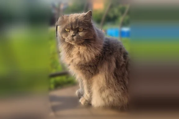 Кошки потеряшки, Томск, фото: Потеряшка кошка, Пархоменко, Томск — серый пушистый селкирк-рекс, 11 лет