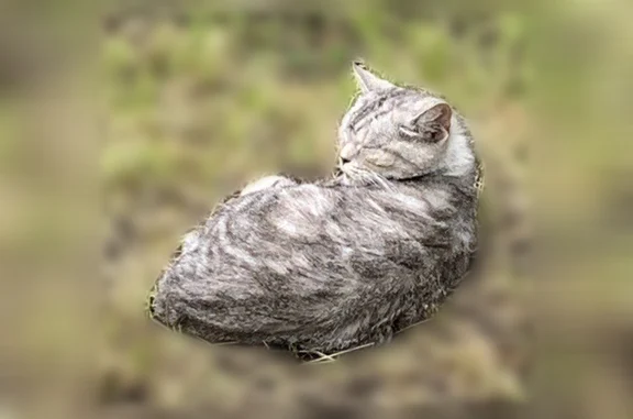 Найденные животные Чебоксары, фото: Найдена кошка, Чебоксары, Мате Залка, д. 5 — молодая, сидит под деревом или на траве
