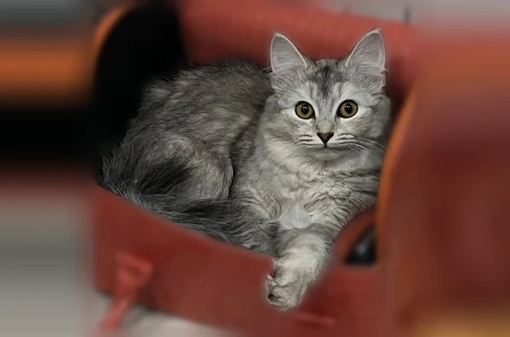 Потерянные животные Набережные Челны, фото: Пропала кошка, Набережные Челны, Мира, д. 92, Набережные Челны — очень ласковая, любит разговаривать
