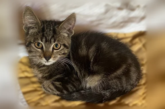 Найдена кошка, Озёры, фото: Найдена кошка, Озёры — котёнок 3–4 месяца, рана на задней лапе