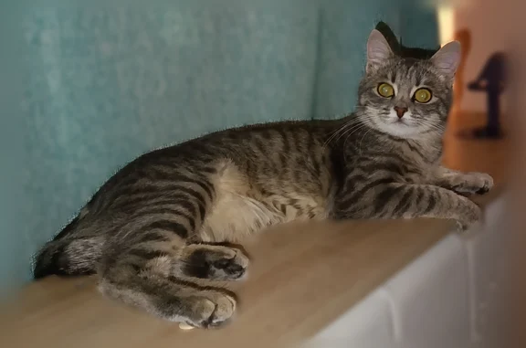 Пропала кошка, аллея Поликарпова, д. 6 к1, Санкт-Петербург — вероятно выбежала при визите курьера - photo