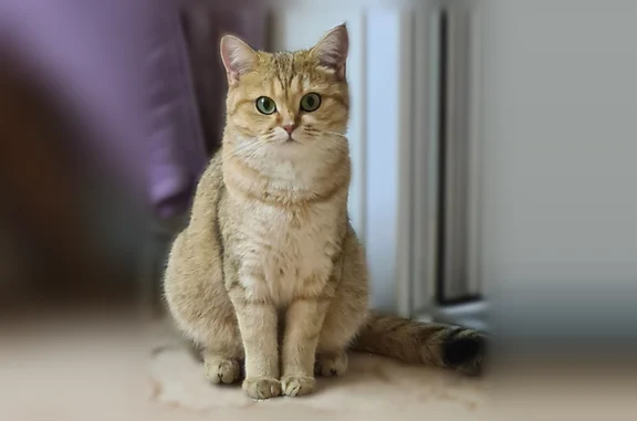 Пропала кошка, Территория Слобода Кокуй (г Киров), Центральная, д. 9, Киров — шотландская золотая шиншилла - photo