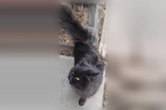 Найдена кошка, Ермолаево, фото: Найдена кошка, Деревня Ермолаево, Калинина, Ермолаево — молодая, чёрная, пушистая, с жёлтыми глазами
