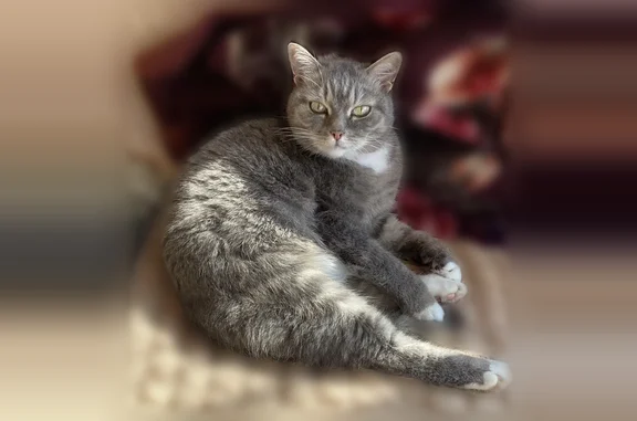 Пропала кошка, Территория снт Наука, 3, Новосибирск — серый полосатый метис с белыми лапками и шеей - photo
