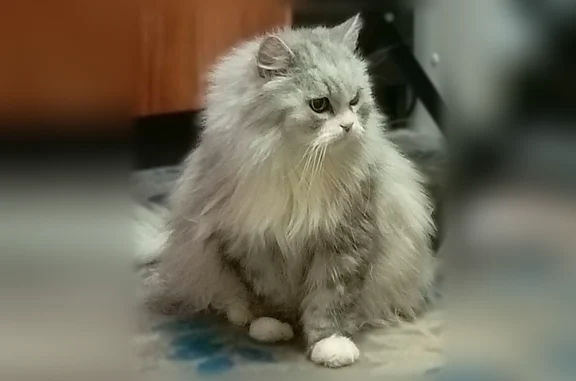 Объявления о пропавших и найденных животных, Узловая, фото: Пропала кошка, Узловая, Карла Маркса, д. 12, Узловая — сибирский кот, не контактный