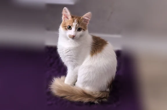 Пропала кошка, Великие Луки, Вокзальная, д. 30 к1 — бело-рыжий кот - photo