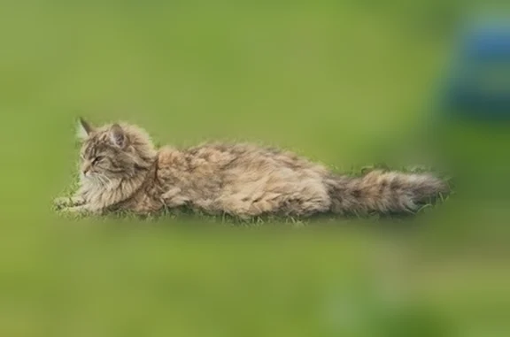 Пропала кошка, Отрадное, Дружбы, д. 3, Отрадное — выпрыгнула с балкона, в ошейнике с кулоном - photo