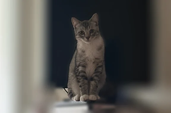 Пропала кошка, Шарохина, д. 42, Данилов — светло-серый котик, выпал с 3 этажа - photo