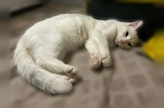 Пропала кошка, Мурино, Петровский, д. 7, Мурино — белый кот, пугливый, худой - photo