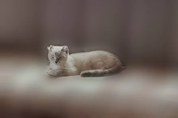 Пропала кошка, Село Луговое, Рябиновая, д. 25, Луговое — нет ушек, яркие голубые глаза - photo