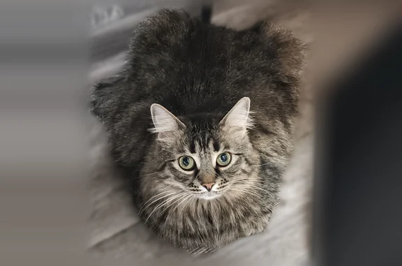 Пропала кошка, Шарья, Ивана Шатрова, д. 41а — полосатая, упитанная - photo