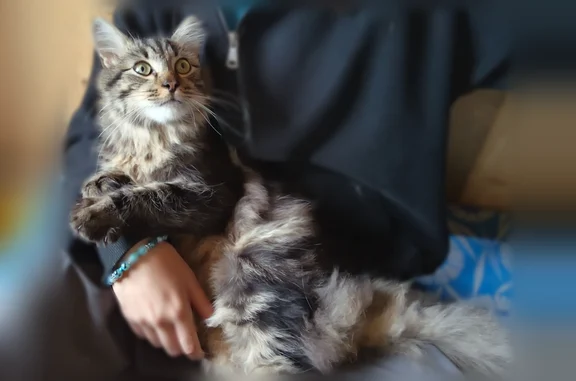 Пропала кошка, Советск — ласковая, небольшой размер, откликается на имя Кузя - photo