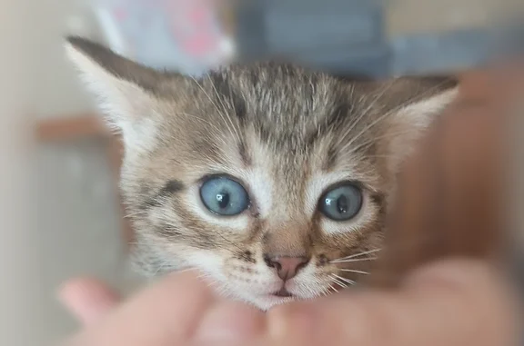 Объявления о пропавших и найденных животных, Нижний Тагил, фото: Найдена кошка, Черных, Нижний Тагил — двое котят-девочек, голубоглазые