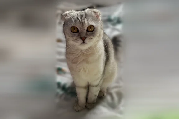 Пропала кошка, Район Октябрьский (г Уфа), Уфа — шотландская, с короткими лапами - photo