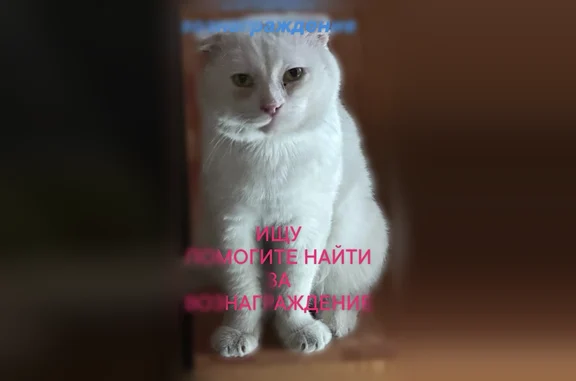 Пропала кошка, Севрюкова, д. 29, Ставрополь — белый вислоухий кот - photo