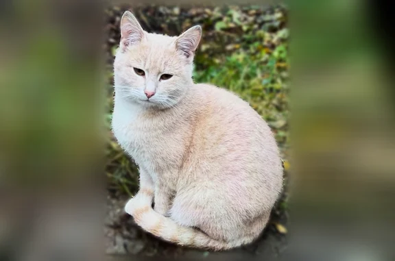 Пропала кошка, Ногинск, Декабристов, д. 118 — кот короткошерстный, 1 год, кастрированный - photo