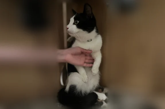 Найденные животные Мурино, фото: Найдена кошка, Мурино, Шувалова, д. 19 2 — чёрно-белая, не кастрированная, с белым носиком