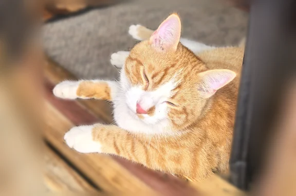 Пропала кошка, Деревня Короедово, Любимая — рыжая, около 1 года - photo