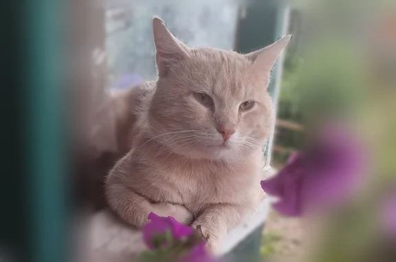 Пропала кошка, Бородина, Сальск — рыжий кот с голубым ошейником - photo